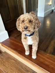 Reunited Male Dog last seen North St, Buffalo, NY 14222