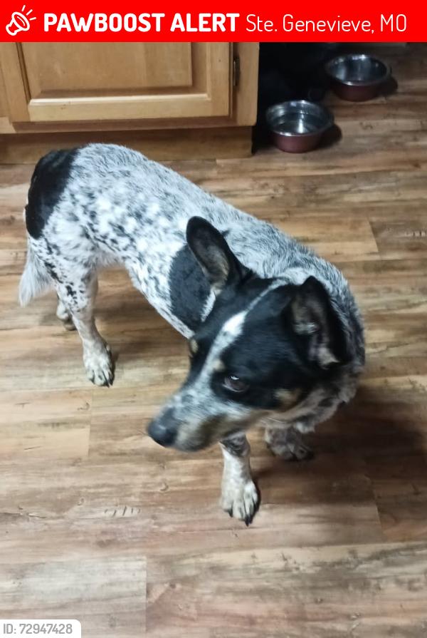 Lost Female Dog last seen State Rte C, Ste. Genevieve, MO 63670