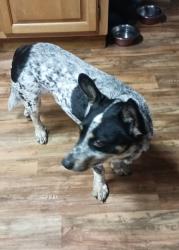 Lost Female Dog last seen State Rte C, Ste. Genevieve, MO 63670