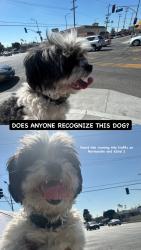 Reunited Male Dog last seen Near Normandie Ave, Los Angeles, CA 90044, USA, Los Angeles, CA 90044