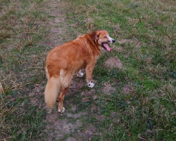 Reunited Female Dog last seen Champion Drive at Cypresswood Drive (Old Raveneaux Park), Spring, TX 77379