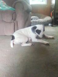 Reunited Male Dog last seen Lackey rd in Higden at, Higden, AR 72067