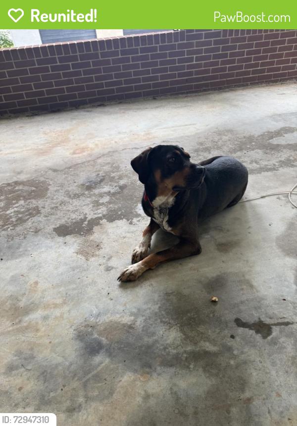 Reunited Male Dog last seen Near Payne Rd, Rural Hall, NC 27045, USA, Rural Hall, NC 27045
