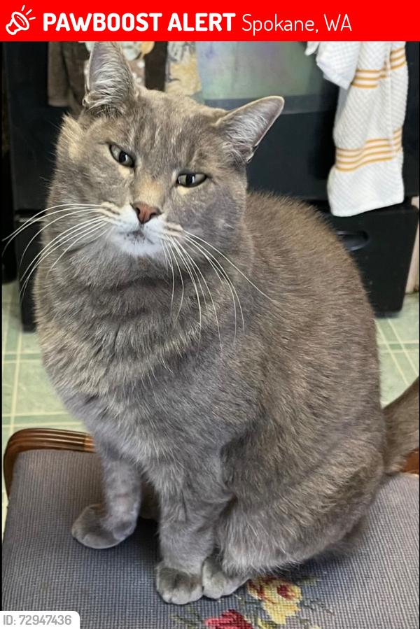 Lost Male Cat last seen 40th & Sherman on Southhill, Spokane, WA 99203