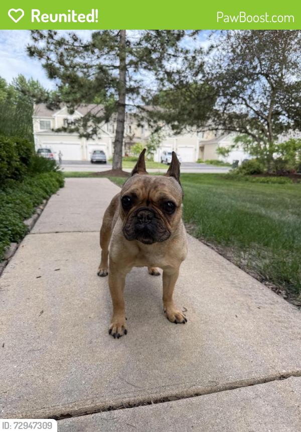 Reunited Female Dog last seen Sheehan Dr, Naperville, IL 60564