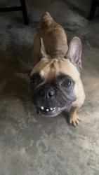 Found/Stray Female Dog last seen Stafford rd and mula rd, Stafford, TX 77477