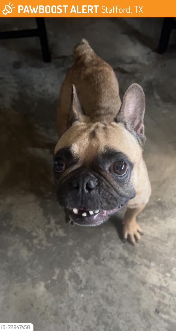 Found/Stray Female Dog last seen Stafford rd and mula rd, Stafford, TX 77477