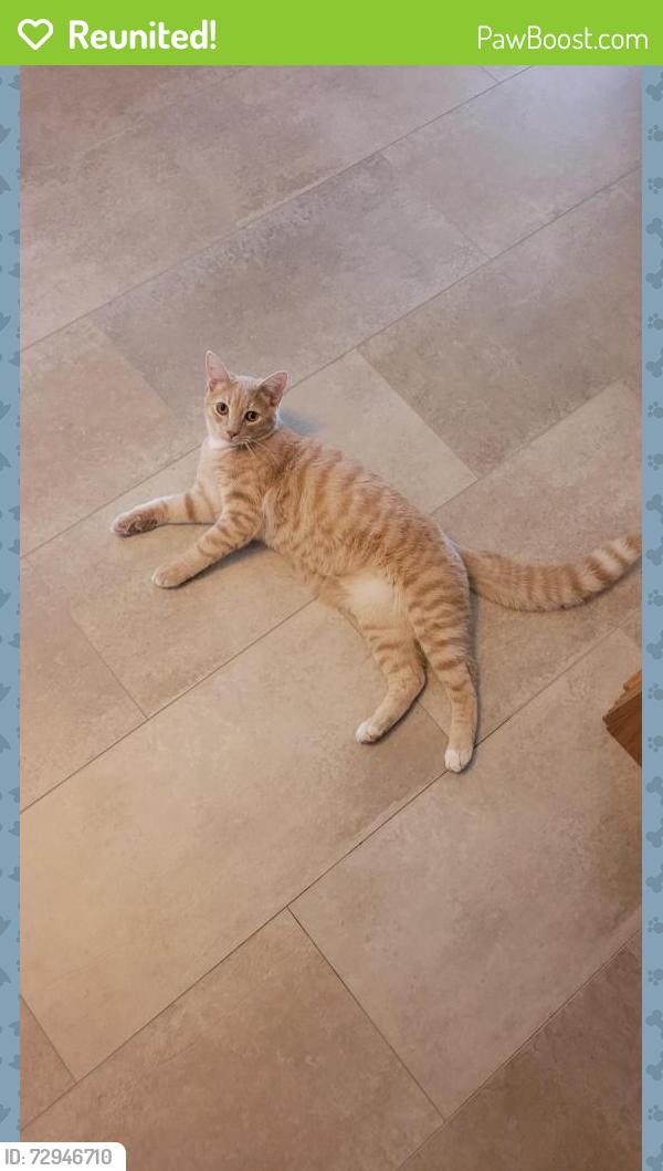 Reunited Male Cat last seen Lafayette Road, Mill Pond Lane, Indianapolis, IN 46278