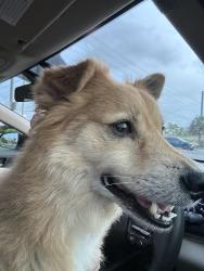 Reunited Male Dog last seen County Line Rd, Spring Hill, FL 34606