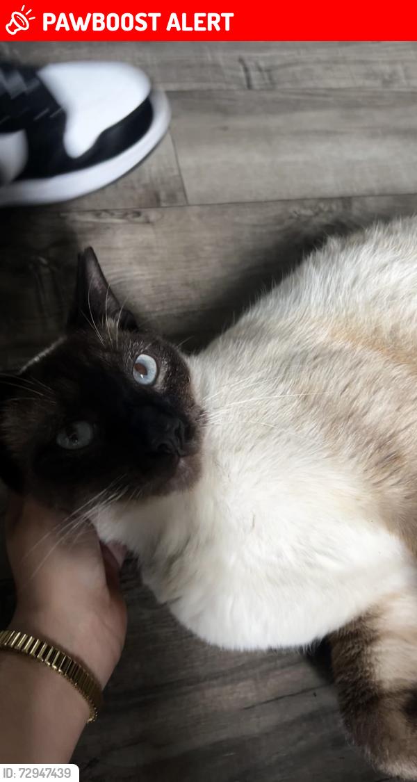 Lost Male Cat last seen Near fresno Jacksonville , Jacksonville Beach, FL 32250