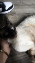 Lost Male Cat last seen Near fresno Jacksonville , Jacksonville Beach, FL 32250