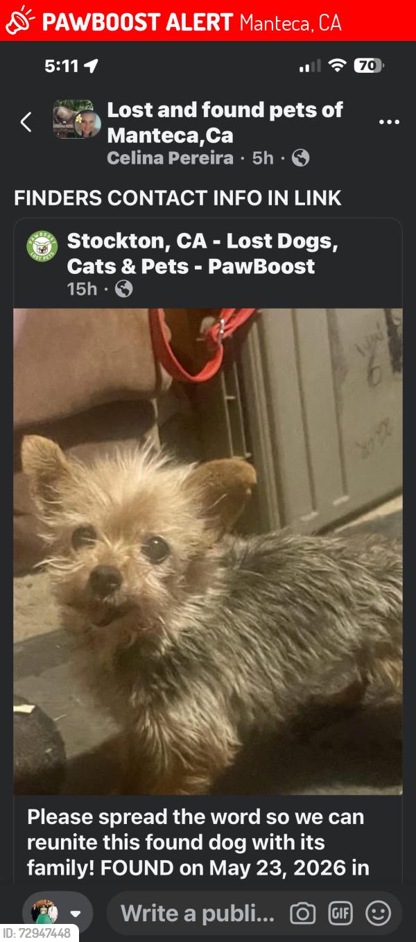 Lost Female Dog last seen Cottage and cooperdr, Manteca, CA 95336
