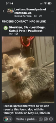 Lost Female Dog last seen Cottage and cooperdr, Manteca, CA 95336