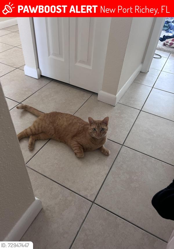 Lost Male Cat last seen Near fire hse near Seven springs , New Port Richey, FL 34655