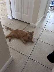 Lost Male Cat last seen Near fire hse near Seven springs , New Port Richey, FL 34655