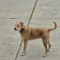 Found/Stray Unknown Dog last seen Trent and Barker, Spokane Valley, WA 99027