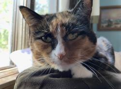 Lost Female Cat last seen Pineway drive , Olmsted Falls, OH 44138