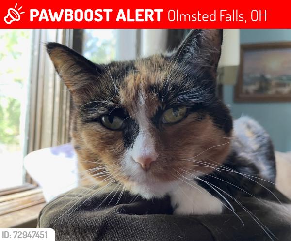 Lost Female Cat last seen Pineway drive , Olmsted Falls, OH 44138