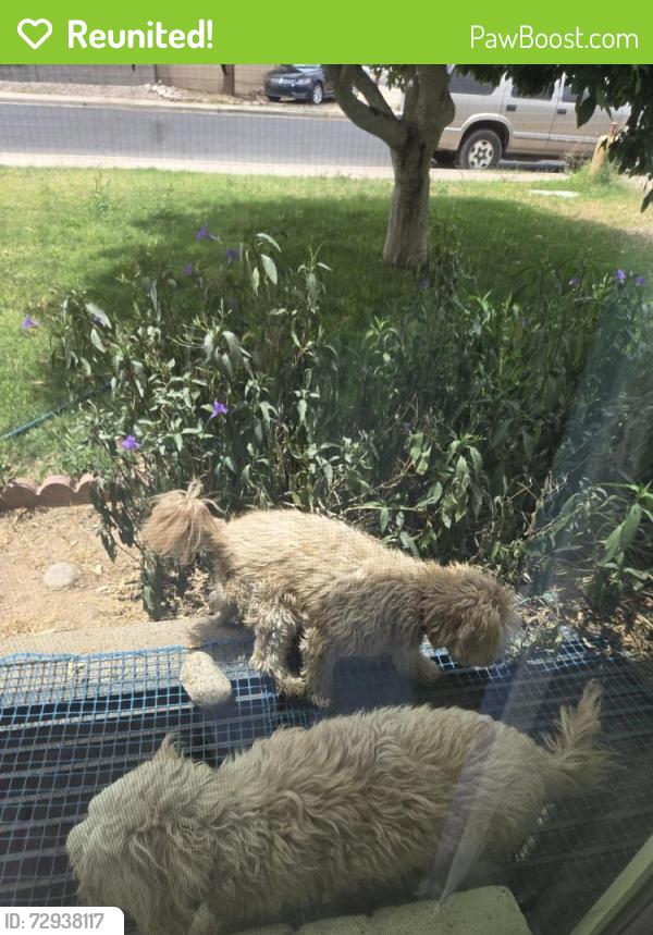 Reunited Unknown Dog last seen Souther and Stapley in Mesa, Mesa, AZ 85204