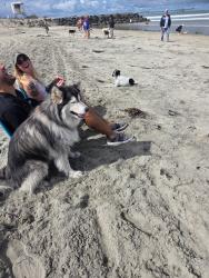 Reunited Female Dog last seen Near W. Point Loma Blvd, San Diego, CA 92107