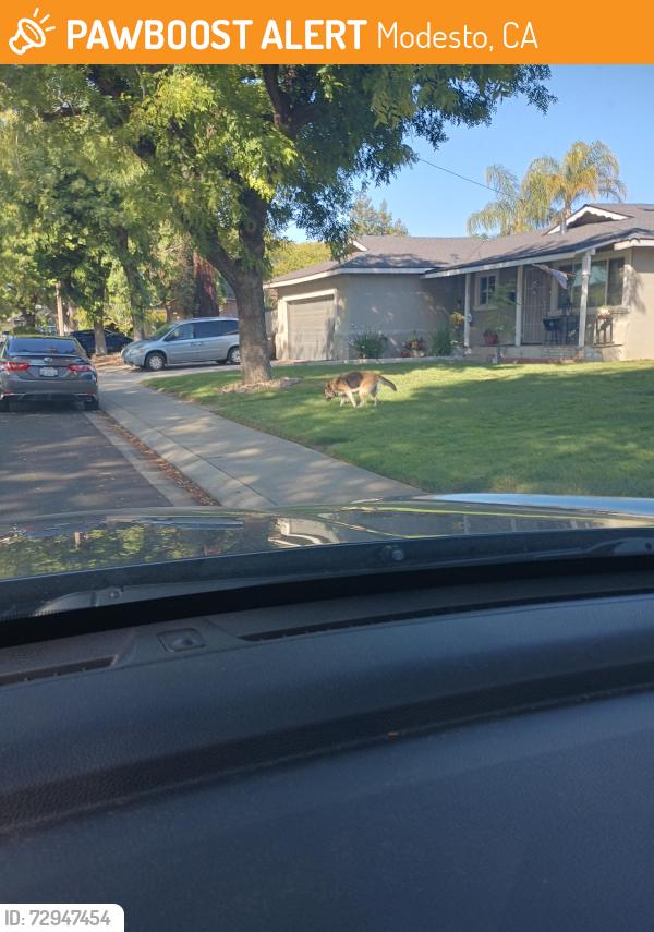 Found/Stray Unknown Dog last seen Debbie and Rumble , Modesto, CA 95350
