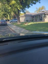 Found/Stray Unknown Dog last seen Debbie and Rumble , Modesto, CA 95350