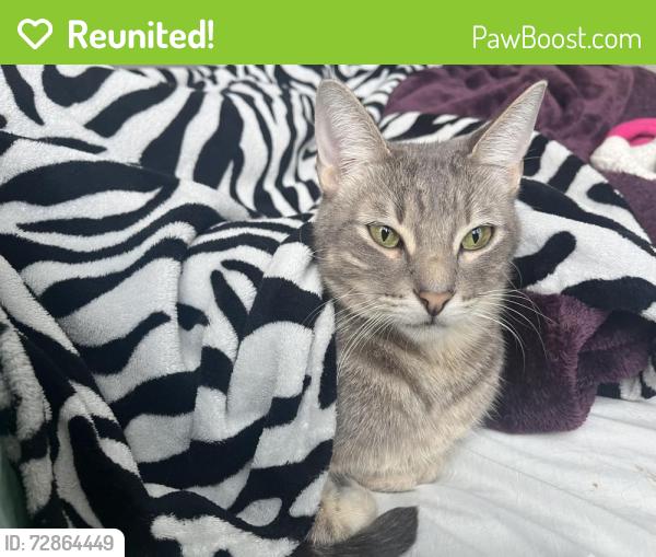 Reunited Male Cat last seen mount jackson , Fountain Valley, CA 92708