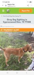 Lost Female Dog last seen Spring Cypress, Harris County, TX 77379