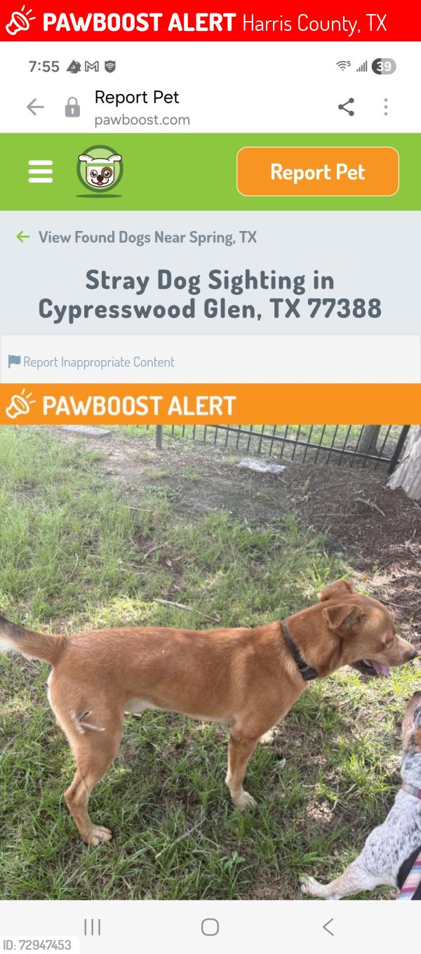 Lost Female Dog last seen Spring Cypress, Harris County, TX 77379