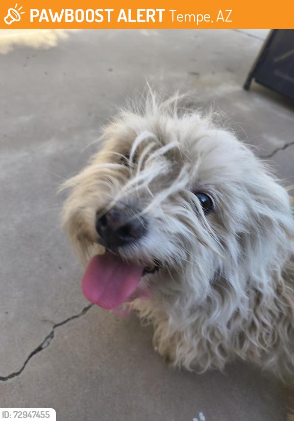 Found/Stray Female Dog last seen Hardy and Elna Rae, Tempe, AZ 85281