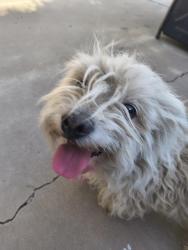 Found/Stray Female Dog last seen Hardy and Elna Rae, Tempe, AZ 85281