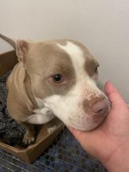 Reunited Female Dog last seen Hoagland, Las Cruces, NM 88001