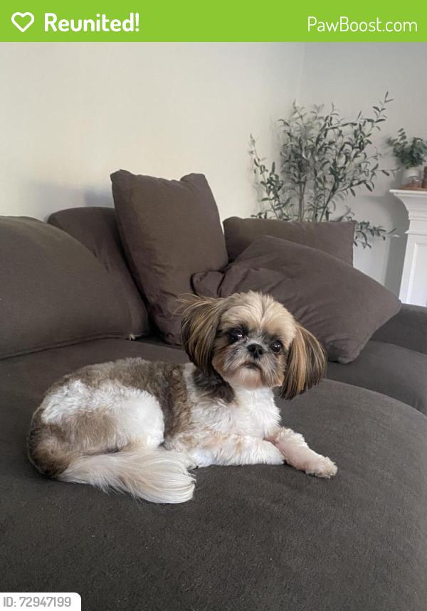 Reunited Female Dog last seen 116th street, Fishers, IN 46037
