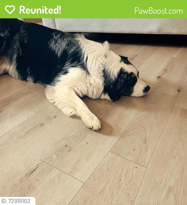 Reunited Male Dog last seen Carlise / Little Mack, Clinton Township, MI 48035