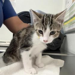 Shelter Stray Male Cat last seen , Camarillo, CA 93010
