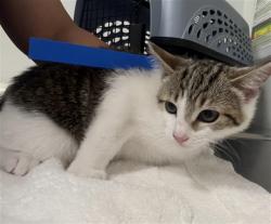 Shelter Stray Female Cat last seen , Camarillo, CA 93010