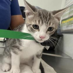 Shelter Stray Male Cat last seen , Camarillo, CA 93010