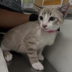 Shelter Stray Male Cat last seen , Camarillo, CA 93010