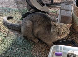 Found/Stray Male Cat last seen E Tropicana & Mountain Vista, Las Vegas, NV 89120