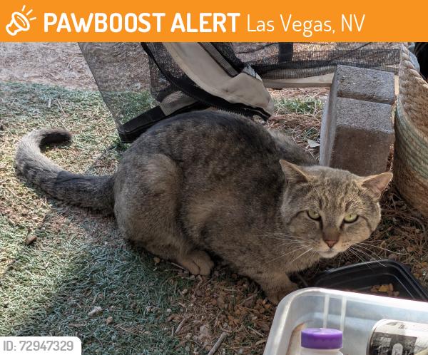 Found/Stray Male Cat last seen E Tropicana & Mountain Vista, Las Vegas, NV 89120