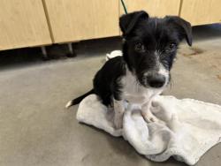 Shelter Stray Female Dog last seen , Camarillo, CA 93010