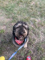 Reunited Male Dog last seen Near Wood St, Gibsonville, NC 27249, USA, Gibsonville, NC 27249