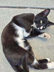 Found/Stray Male Cat last seen Shaw and Peach, Clovis, CA 93612