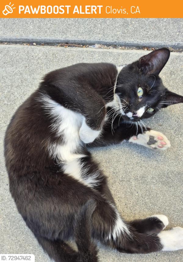 Found/Stray Male Cat last seen Shaw and Peach, Clovis, CA 93612