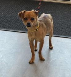 Shelter Stray Male Dog last seen PHANTON/RIDGE VALLEY, Irvine, CA 92618