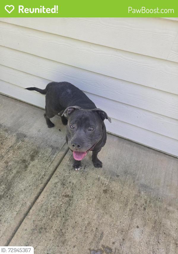 Reunited Male Dog last seen GLADE Rd, Acworth, GA 30102