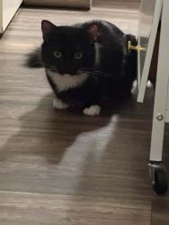 Lost Male Cat last seen Haleakala Drive, Las Vegas Nevada, Sunrise Manor, NV 89122