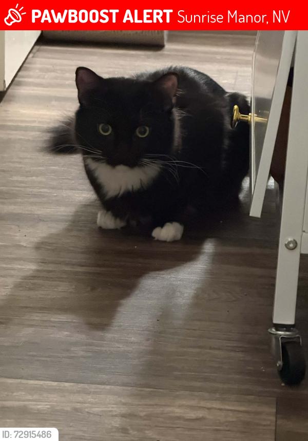 Lost Male Cat last seen Haleakala Drive, Las Vegas Nevada, Sunrise Manor, NV 89122