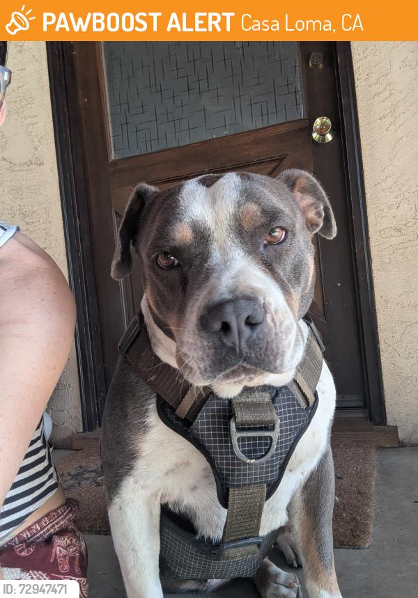 Found/Stray Female Dog last seen East belle terrace and South Union Avenue, Casa Loma, CA 93307