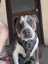 Found/Stray Female Dog last seen East belle terrace and South Union Avenue, Casa Loma, CA 93307